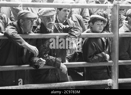 Carmarthen Mart (alter Standort) Rinder- und Milchquote Auktion 1992 Stockfoto