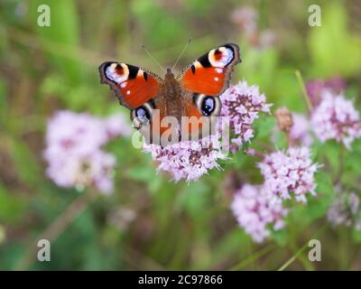 PFAU Schmetterling ona Blume Aglais IO Stockfoto