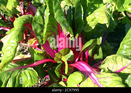 Schweizer Mangold, Beta vulgaris subsp Cicla var flavescens 'Pink Passion' ein Gemüsesalat Getreide Lebensmittel mit Gesundheit Diät Vorteile Stock Foto Stockfoto