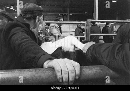 Carmarthen Mart (alter Standort) Rinder- und Milchquote Auktion 1992 Stockfoto