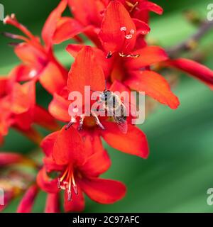 Eine Honigbiene, die auf Pollen auf einer roten Crocosmia Blume in einem Garten in Alsager Cheshire England Vereinigtes Königreich füttert Stockfoto