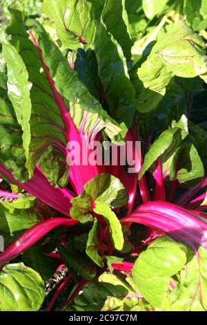 Schweizer Mangold, Beta vulgaris subsp Cicla var flavescens 'Pink Passion' ein Gemüsesalat Getreide Lebensmittel mit Gesundheit Diät Vorteile Stock Foto Stockfoto