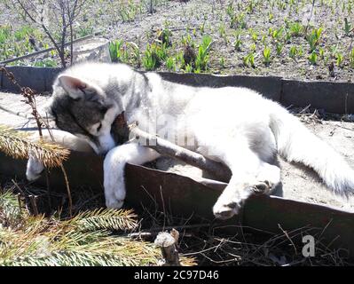 husky Hund naws Stick in den Wald Stockfoto