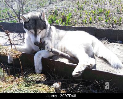 husky Hund naws Stick in den Wald Stockfoto
