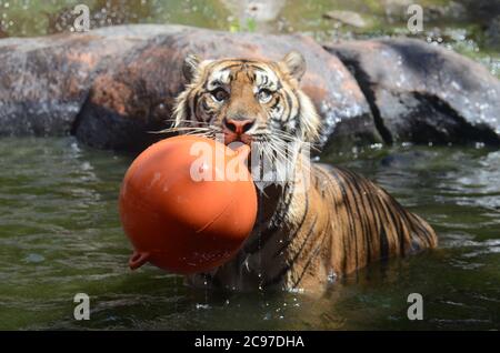 Malang, Indonesien. Juli 2020. Ein Sumatratiger wird am 29. Juli 2020 im Batu Secret Zoo in Malang, Ost-Java, Indonesien, gesehen. Am 29. Juli wird der jährliche International Tiger Day, auch bekannt als Global Tiger Day, gefeiert. Quelle: Aditya Hendra/Xinhua/Alamy Live News Stockfoto