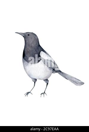 Elster Cartoon Hand gezeichnet Aquarell realistische Illustration isoliert auf weißem Untergrund Stockfoto