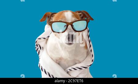 Hund in Sonnenbrille und Robe Stockfoto