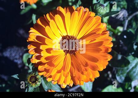 Ringelblume (Calendula officinalis) eine gemeinsame kultivierte jährliche Bedding Garten Blume Pflanze von einer gelben oder orangen Farbe auch als Pot Ringelblume und ich bekannt Stockfoto