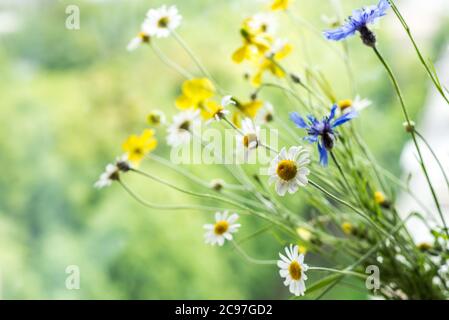 Schöne Gänseblümchen in der Sonne. Sommer Hintergrund mit Wildblumen mit Platz für Text Stockfoto