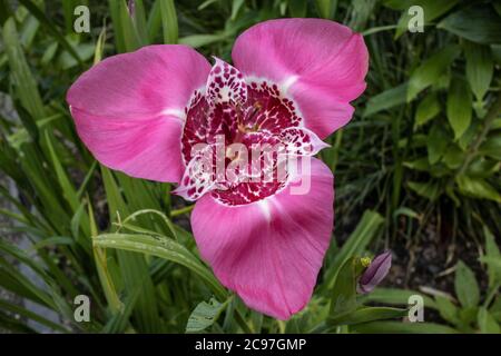 Tigridia pavonia, RHS Wisley, Surrey, Großbritannien Stockfoto