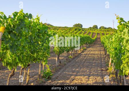 Weinberge Landschaft am Sommertag Stockfoto