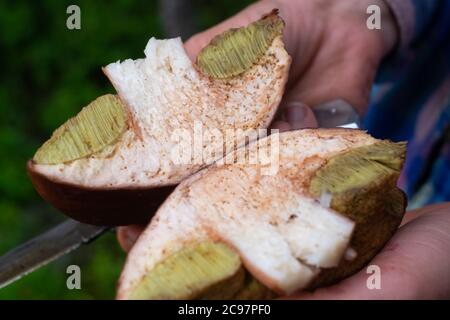 Eine Kappe eines Steinpilzes mit Spuren von Würmern. Stockfoto