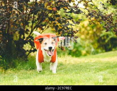 Zurück zur Schule lustiges Konzept mit Hund tragen orange Rucksack voll Schule Schreibwaren Stockfoto