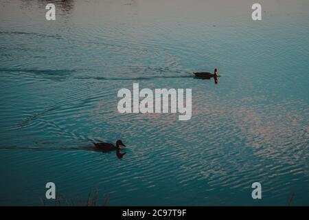 Enten schwimmen in einem See während des Tages gefangen Stockfoto