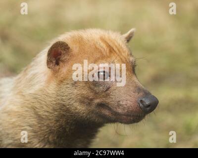 Porträt seltener Canis-Arten - Buschhund Stockfoto