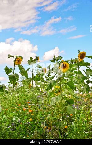 Ein sehr schönes Feld blühender Sonnenblumen in einer ländlichen Gegend mit blauem Himmel und weißen Wolken Stockfoto