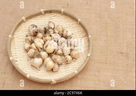 Bio-Knoblauch (Allium sativum) in gewebtem Bambuskorb. Isoliert auf Jute-Gewebe. Speicherplatz kopieren. Stockfoto