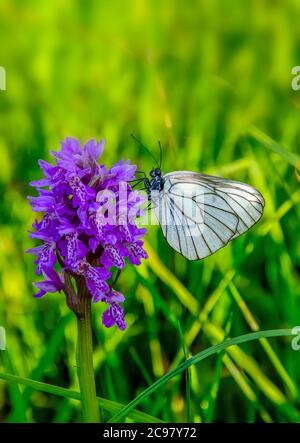 Weißer Schmetterling Aporia crataegi auf lila Dactylorhiza majalis Blume, auch bekannt als westliche Sumpforchidee, breitblättrige Sumpforchidee, Fan-Orchidee oder Co Stockfoto