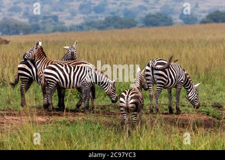 Kaabong. Juli 2020. Zebras werden im Kidepo Valley National Park im Kaabong Distrikt im Nordosten Ugandas gesehen, 29. Juli 2020. Uganda hat Anreize angekündigt, die Erholung des Tourismus inmitten der COVID-19-Pandemie anzukurbeln, die den Sektor stark beeinflusste. Die staatliche Naturschutzbehörde Uganda Wildlife Authority (UWA) kündigte Preissenkungen an, um die Wiederaufnahme des Tourismus in Schutzgebieten wie Nationalparks zu beschleunigen. Quelle: Hajarah Nalwadda/Xinhua/Alamy Live News Stockfoto