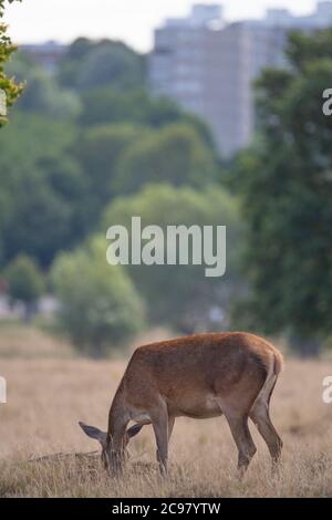 Juli 2020. Red Deer grasen auf Sommerrasen im Richmond Park, London, Großbritannien. Kredit: Malcolm Park/Alamy Stockfoto