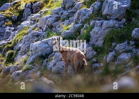 Wilder Gämsenwelpe klettert die Felsen inmitten der Bergvegetation. Wildes Tier in der Natur. Stockfoto