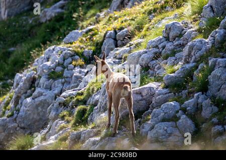 Wilder Gämsenwelpe klettert die Felsen inmitten der Bergvegetation. Wildes Tier in der Natur. Stockfoto