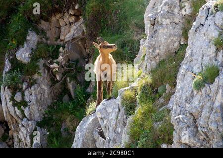 Wilder Gämsenwelpe klettert die Felsen inmitten der Bergvegetation. Wildes Tier in der Natur. Stockfoto