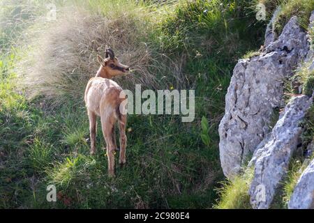 Wilder Gämsenwelpe klettert die Felsen inmitten der Bergvegetation. Wildes Tier in der Natur. Stockfoto