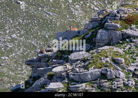 Familie der Gämsen mit Nachkommen. Wilde Gämsen auf den Felsen am Gipfel. Wildes Tier in der Natur. Stockfoto