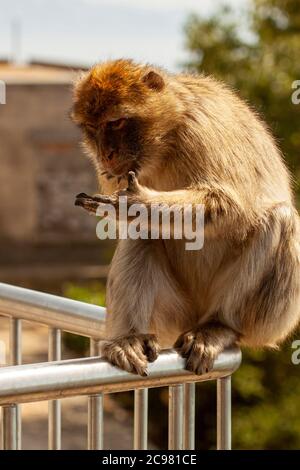 Ein neugieriger barbary-Makaken, der auf seinem Geländer auf seine Hand schaut. Diese Affen wandern frei um das Besucherzentrum im Felsen von Gibraltar Stockfoto