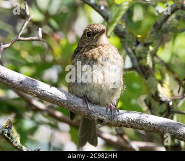 Jugendliche Robin (Erithacus Rubecula) Stockfoto