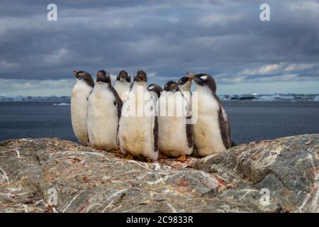 Gruppe von Gentoo Baby-Küken-Pinguinen auf dem Steinnest in der Antarktis auf dem dunklen Himmel Hintergrund, Antarktische Halbinsel. Stockfoto