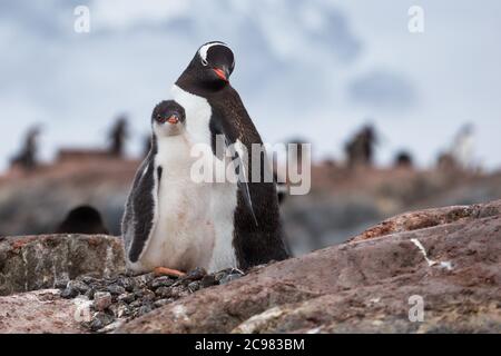 Pinguinfamilie auf dem Nest in der Kolonie der Gentoo-Pinguine in der Antarktis, Antarktische Halbinsel Stockfoto