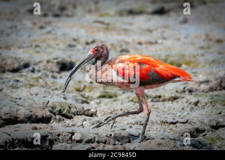 Ein juveniler scharlachiger Ibis auf der Jagd in den Schlammflatten. Roter Vogel, Vogeljagd nach Nahrung, scharlachrote Ibis Häutung. Stockfoto