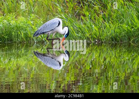 Ein Cocoi Heron, der in einem Teich am Ufer steht. Cocoi Heron und Reflexion. Reiher auf der Jagd in einem See. Weißer und grauer Vogel Stockfoto