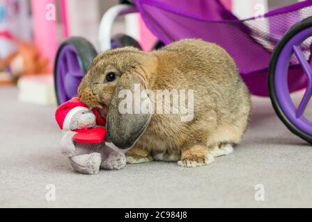 Eine schöne inländische Mini-lop Kaninchen spielen mit einem Kind Weihnachten Teddybär Spielzeug Stockfoto