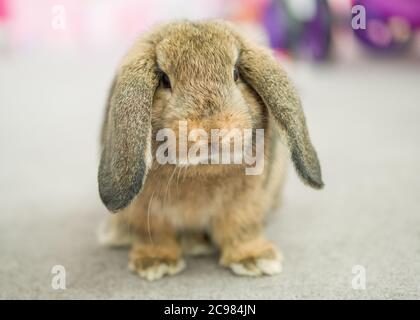 Eine schöne inländische Mini-lop Kaninchen spielen mit einem Kind Weihnachten Teddybär Spielzeug Stockfoto