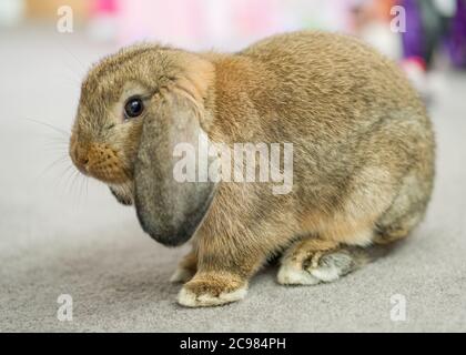 Eine schöne inländische Mini-lop Kaninchen spielen mit einem Kind Weihnachten Teddybär Spielzeug Stockfoto