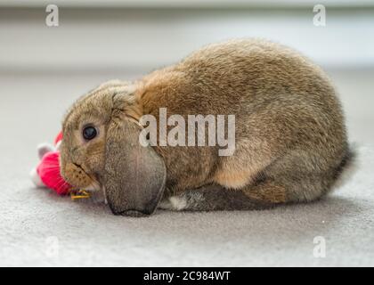 Eine schöne inländische Mini-lop Kaninchen spielen mit einem Kind Weihnachten Teddybär Spielzeug Stockfoto