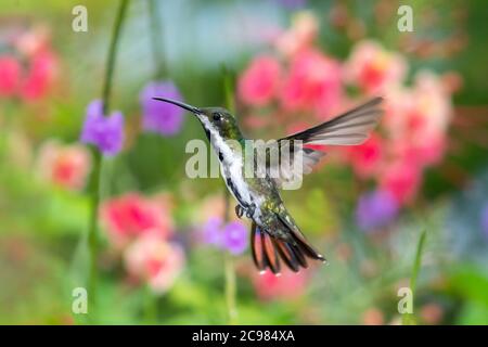 Ein weiblicher Schwarzkehliger Mango schwebt mit einem floralen Hintergrund.Kolibri mit Schwanz ausgefackelt. Vogel im Garten. Tropischer Vogel mit verschwommenem Hintergrund. Stockfoto