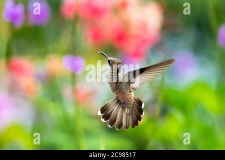 Weibliche Ruby Topaz Kolibri in einer defensiven Haltung. Kolibri mit Schwanz ausgefackelt. Vogel im Garten. Tropischer Vogel mit verschwommenem Hintergrund. Stockfoto