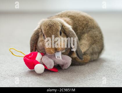 Eine schöne inländische Mini-lop Kaninchen spielen mit einem Kind Weihnachten Teddybär Spielzeug Stockfoto