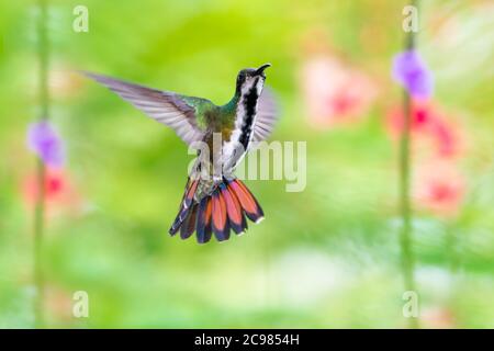 Ein weiblicher Schwarzkehliger Mango schwebt mit einem floralen Hintergrund.Kolibri mit Schwanz ausgefackelt. Vogel im Garten. Tropischer Vogel mit verschwommenem Hintergrund. Stockfoto