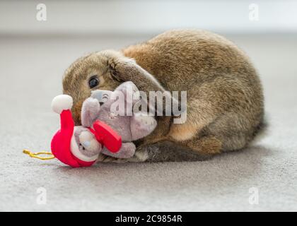 Eine schöne inländische Mini-lop Kaninchen spielen mit einem Kind Weihnachten Teddybär Spielzeug Stockfoto