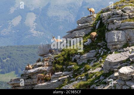 Familie der Gämsen mit Nachkommen. Wilde Gämsen auf den Felsen am Gipfel. Wildes Tier in der Natur. Stockfoto