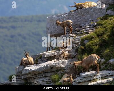 Familie der Gämsen mit Nachkommen. Wilde Gämsen auf den Felsen am Gipfel. Wildes Tier in der Natur. Stockfoto