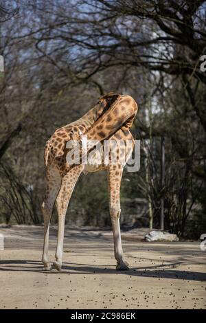 Giraffe, Baby Giraffe, Tiere aus dem Zoo Stockfoto