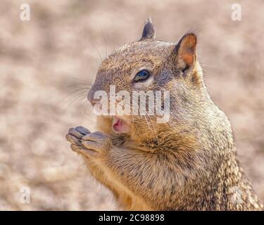 Kalifornisches Eichhörnchen (Otospermophilus beecheyi) am Refugio State Beach, Goleta, CA. Stockfoto