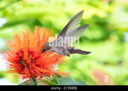 Weibchen Ruby Topaz Kolibri Fütterung auf der Monkey Brush Blume. Vogel im Garten. Kolibri und Orangenblüte. Kolibri Fütterung. Vogel in tropischen Stockfoto