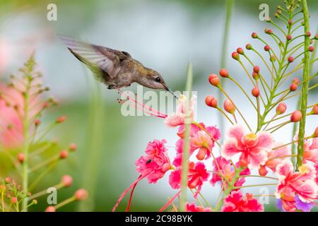 Weibchen Ruby Topaz Kolibri Fütterung auf Stolz von Barbados Blume. Vogel im Garten. Kolibri in der Natur. Vogel in natürlichen Lebensraum. Tropischer Garten Stockfoto